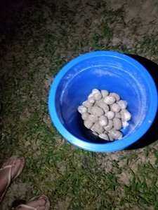 Turtle eggs - they re-bury them in a place where birds, etc. can't harm them