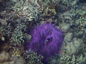 Purple sea anemones? They were crazy...and looked like purple hair