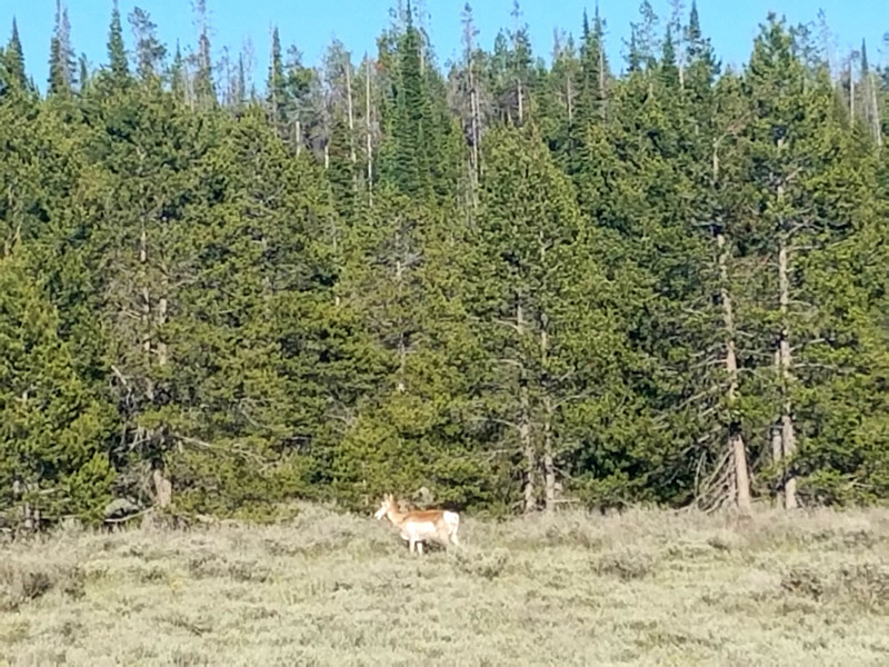 First pronghorn - they're one of my favorites!