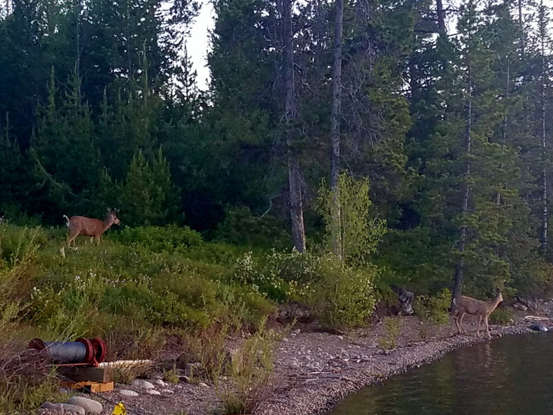 Deer by Jackson Lake