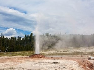 Pink Cone Geyser - cute little thing