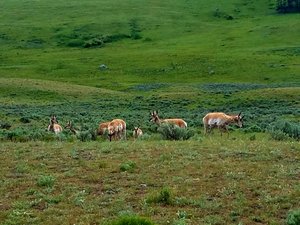 Pronghorn