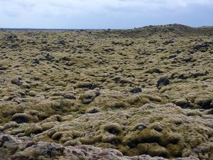 Huge moss covered lava fields