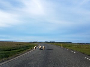 Sheep in the road! These were a daily occurrence, but I didn't take many pictures