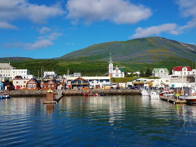 Husavik - with an insane number of purple flowers on the hill behind it