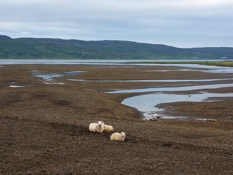 Sheep on the beach