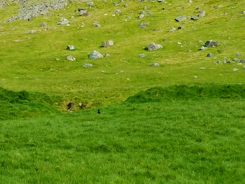 Not an ideal picture, but that black speck in the middle is an arctic fox