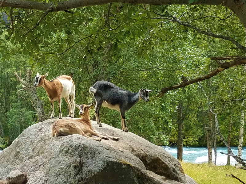 Goats on a rock, eatin' trees