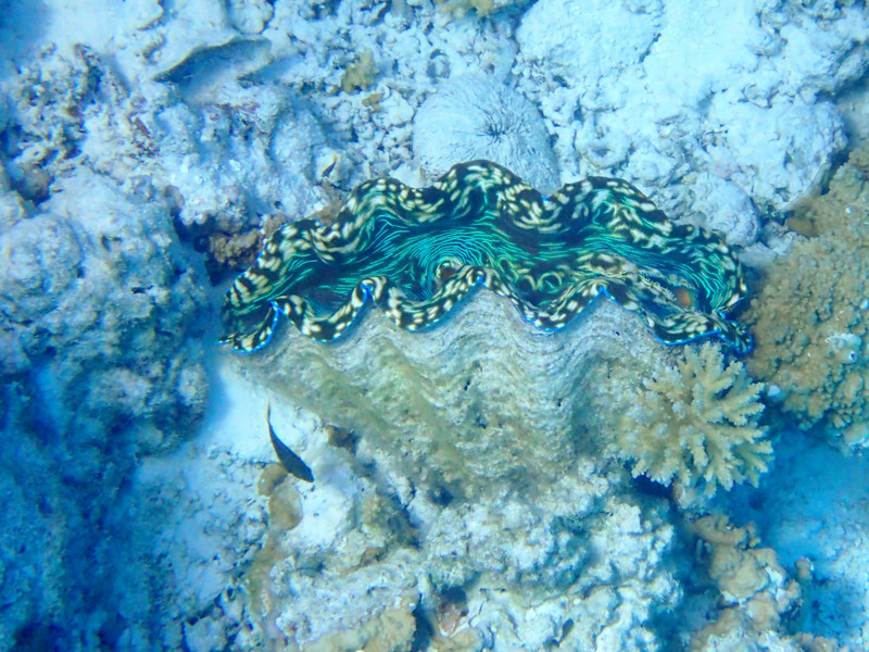 Giant clams - they're an impressive variety of colors