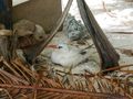 Nesting red tailed tropic birds on Honeymoon Island
