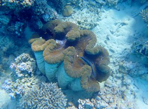 Giant clams in the lagoon