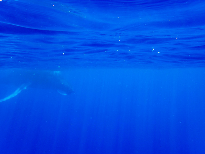 Whale at the surface