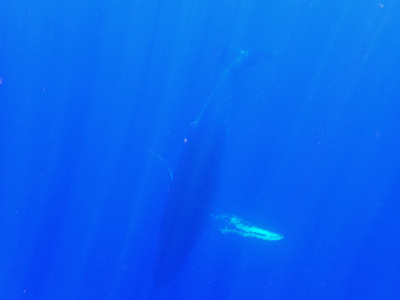Whale :)