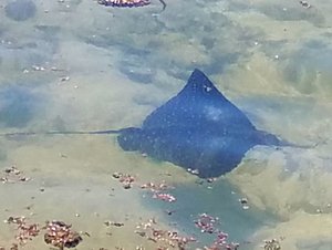 A tiny and adorable eagle ray!!