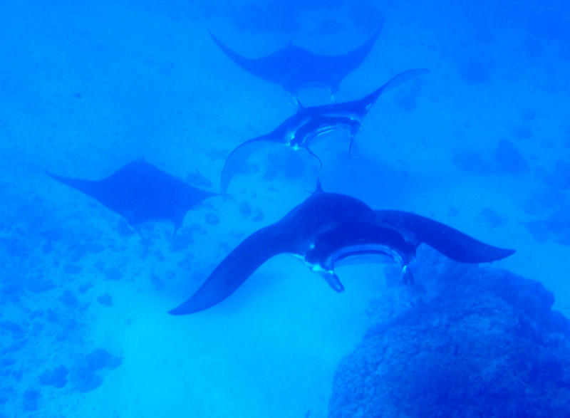 More manta rays