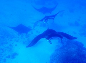 More manta rays