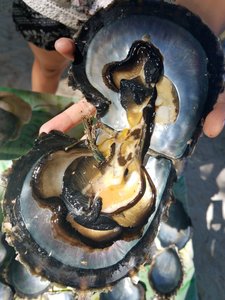 Oyster at a pearl farm