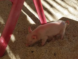 the tinyest baby pig