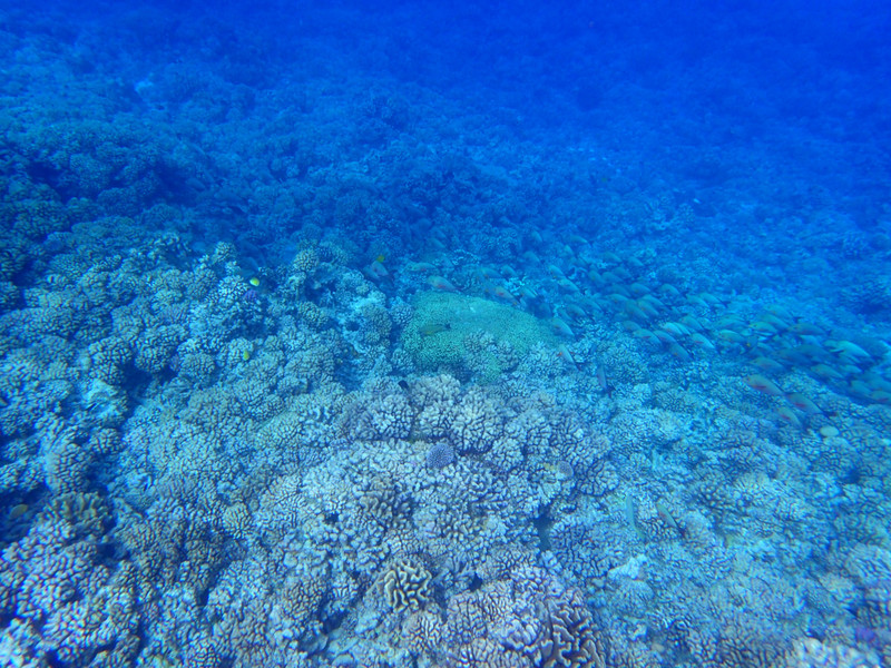 More coral than I've seen anywhere in Polynesia