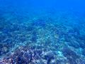 I wish my underwater camera did better with far away shots...beautiful coral as far as you could see (which was a long long way)