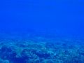 Hard to see, but a lemon shark in the distanch