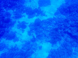 Drift snorkeling through the pass - sharks far below (they aren't small at all...just far away...I think it was 80-100 feet deep)
