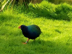 Takahe bird - once thought to be extinct, flightless, and possessing really long toes