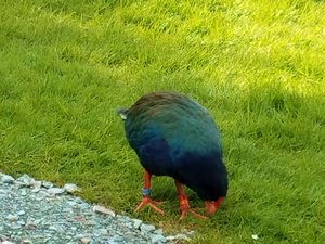 Takahe bird