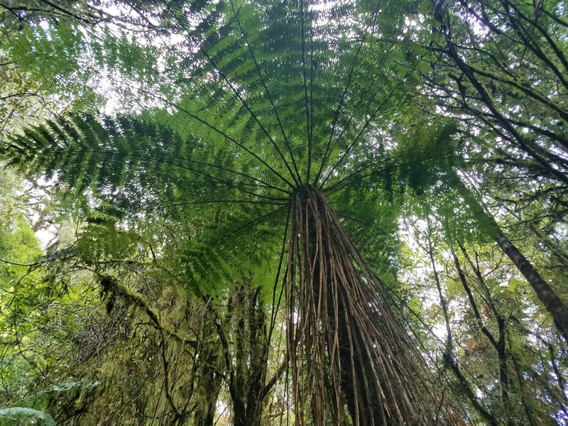 Rainforest near Hokitika