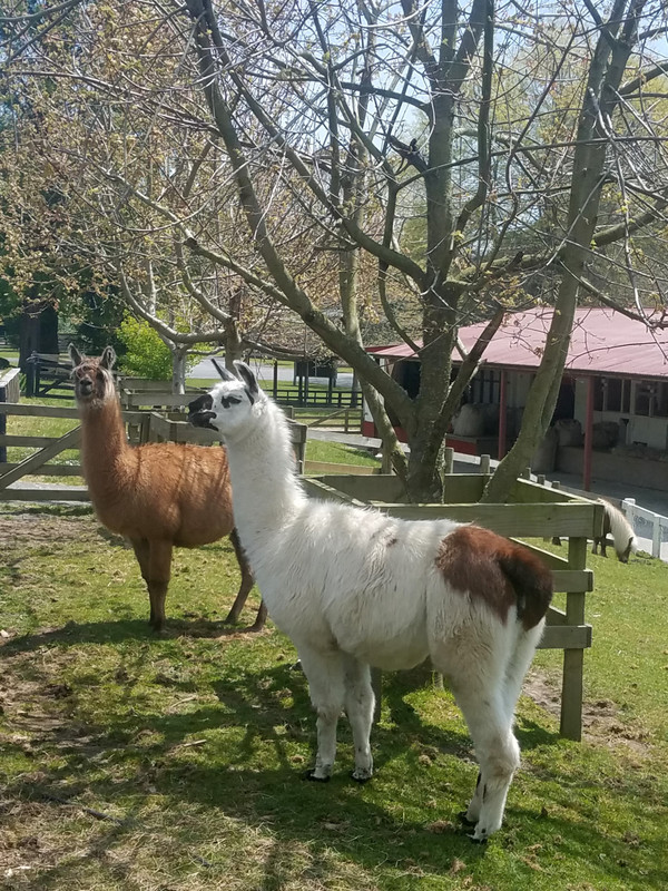 Llamas on a farm