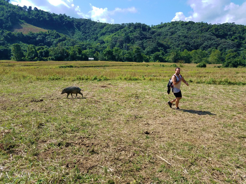 Unsuccessfully trying to befriend a pig