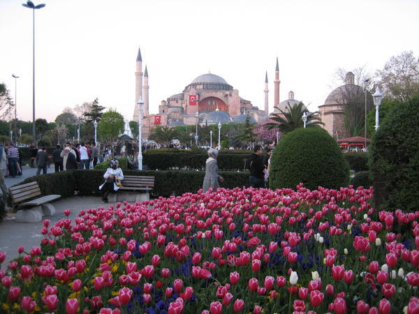 Tulips and Mosque