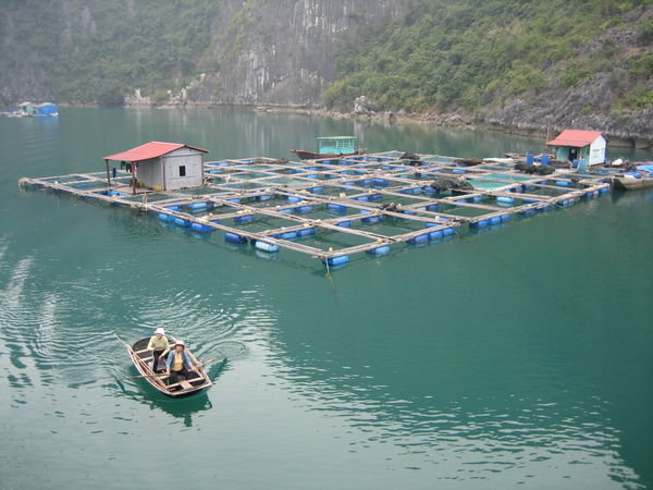 One of the many floating fish farmingvillages.