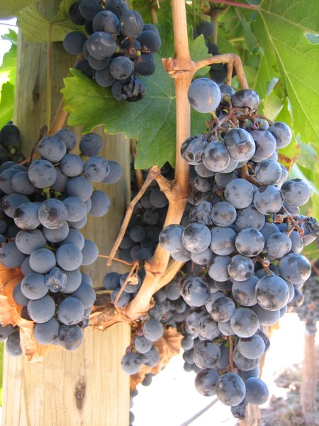 Wine grapes, they tasted nice too!