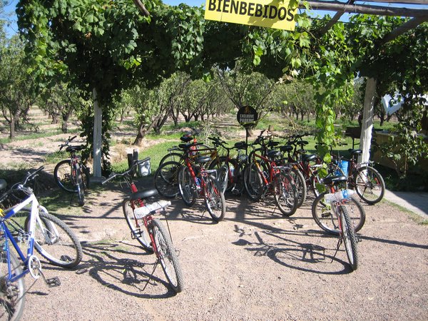 I´m not the only one trying to ride a bike around the vineyards