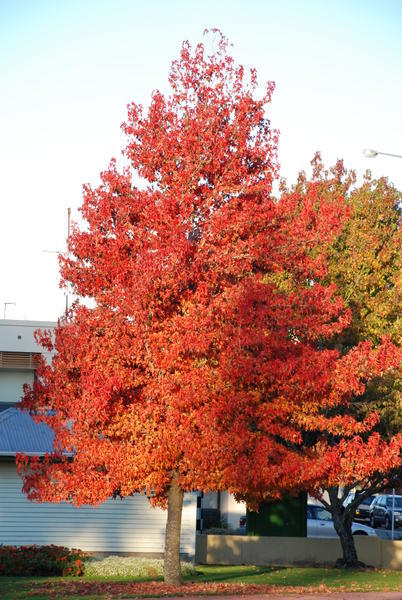 yet another red tree