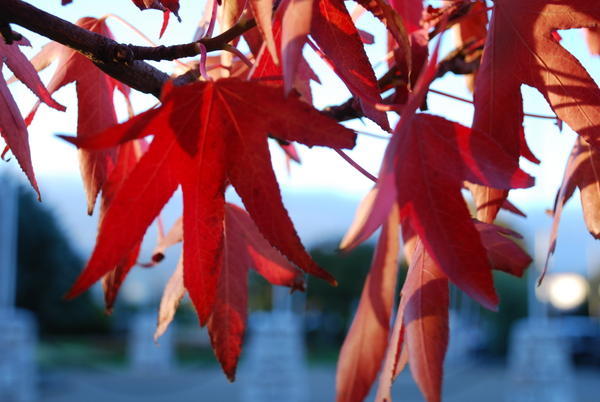 more red leaves