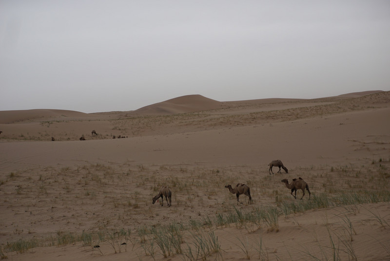 Camel's we managed to see in the Dunes 
