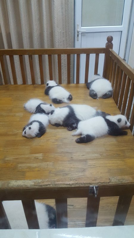 Cutie little pandas 