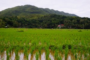 Passing through beautiful rice plantations in Bohol