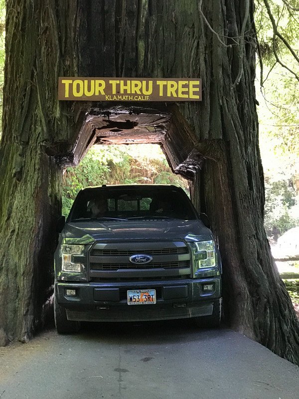 Squeezing the truck through a redwood. 
