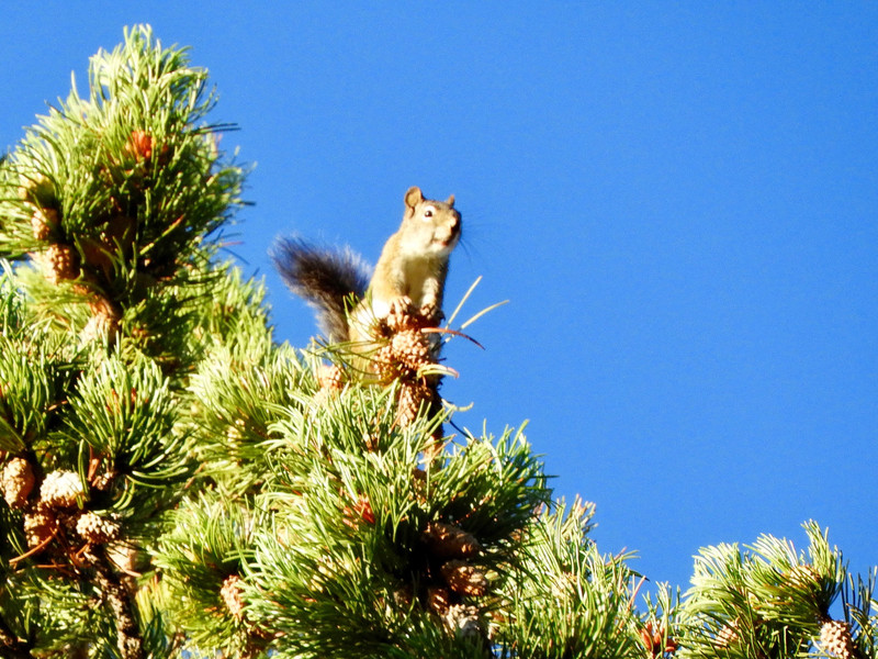 The neighborhood squirrel throwing acorns