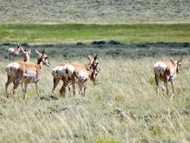Great Plains Antelope .