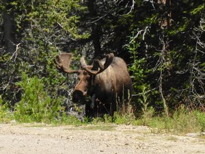 Our Bull Moose