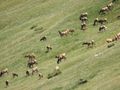 Elk herd on Ridge Road