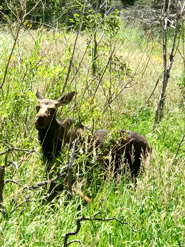 Moose along the trail