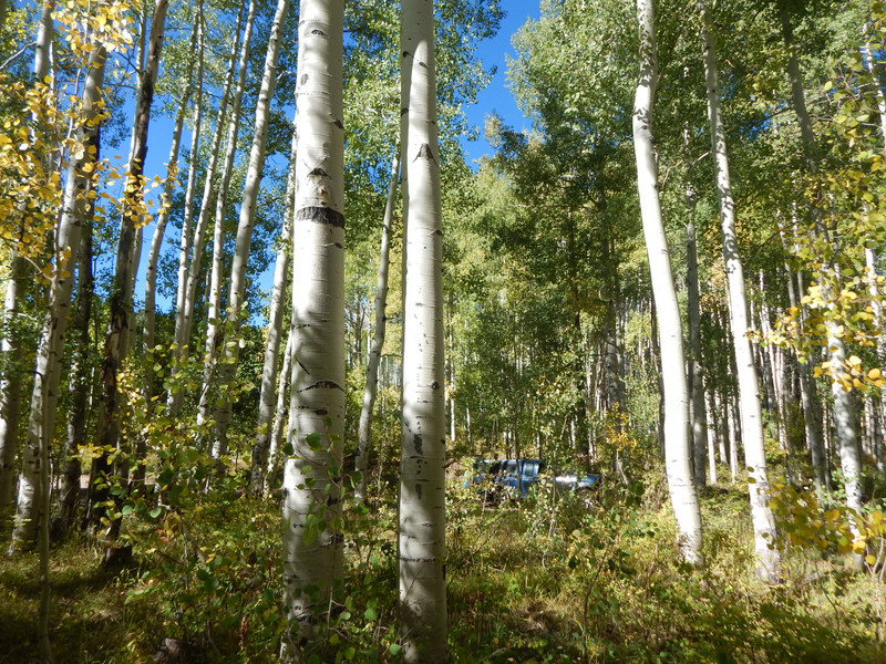 camp hidden in trees