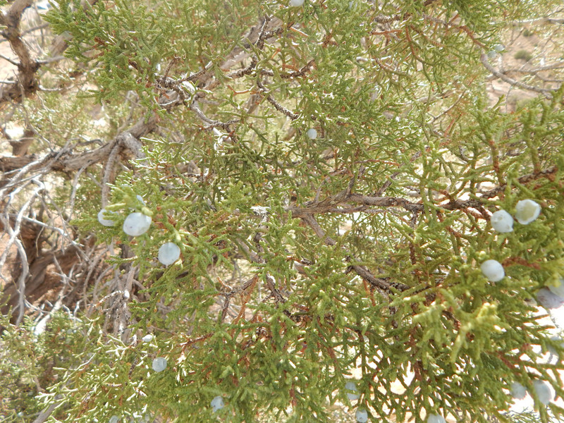 juniper tree