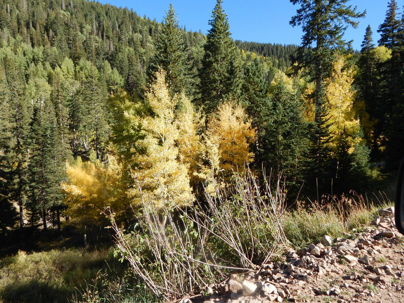 aspen trees (yellow leaves)