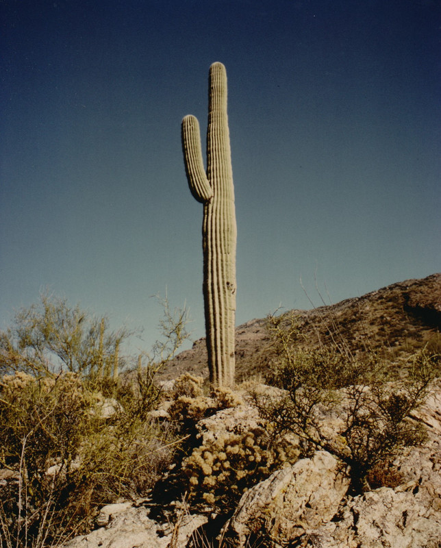 Saguaro Nat. Monument